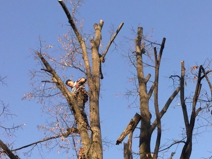 lucrari-de-taiere-si-doborare-a-arborilor-in-oradea