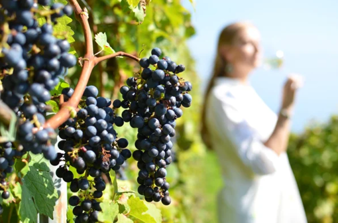 apia-lanseaza-noi-ghiduri-pentru-investitii-viti-vinicole