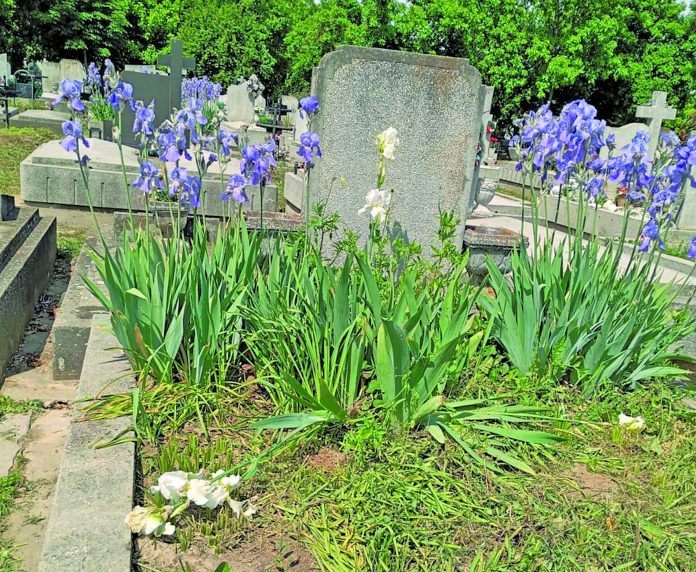 florile-taiate-de-pe-mormant-provoaca-disputa-la-cimitirul-rulikowski-vezi-reactia-adp