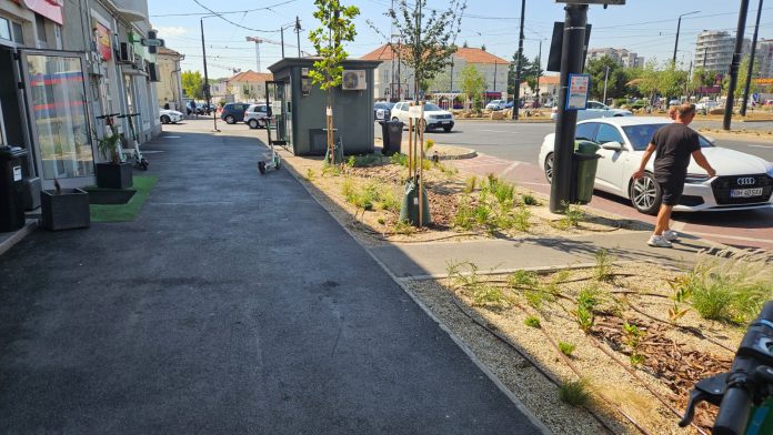 vandalism-pe-bulevardul-decebal-plante-smulse-din-parc