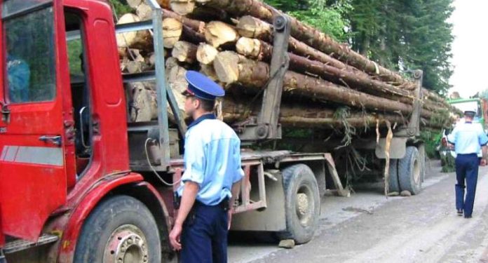 520 de metri cubi de lemne confiscate de poliție