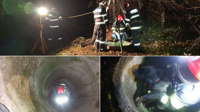 Cățel salvat din adâncuri: O noapte fericită