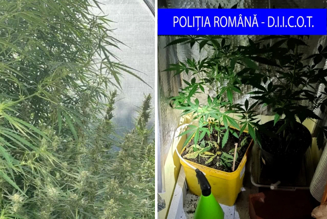 Decizie finală: Trei persoane condamnate pentru cultivarea canabisului.
