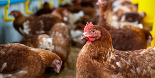 Bihorenii pot accesa fonduri pentru bunăstarea animalelor.