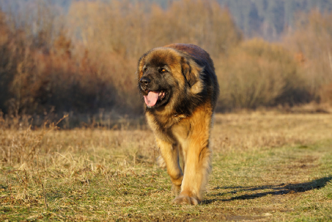 Tânăr reținut după uciderea câinelui vecinului
