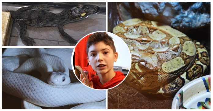 Un băiat de 12 ani colecţionează reptile şi arahnide vii. A adus colecţia sa la Muzeul Oraşului Oradea din Cetate.