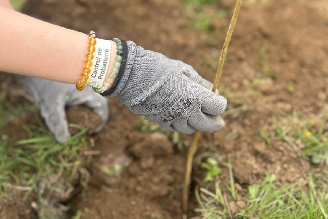 Consilierii Serviciului de Probațiune Bihor participă la acțiunea de împădurire „O Pădure de la Zero”