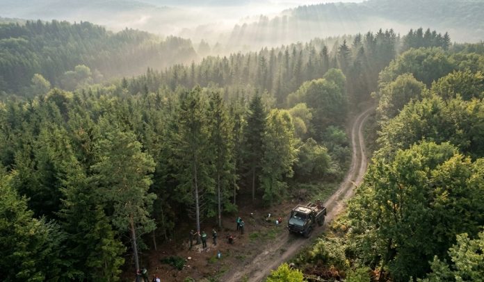 Guvernul reduce numărul de direcții silvice: Bihor devine centru regional în noua reorganizare a Romsilva