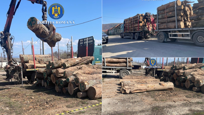 Transport ilegal descoperit la Șoimi: lemne de foc în valoare de peste 11.000 de lei, confiscate de poliție.