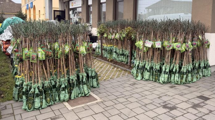 Trandafiri gratuit pentru familiile din Biharia: străzile comunei devin un spectacol floral