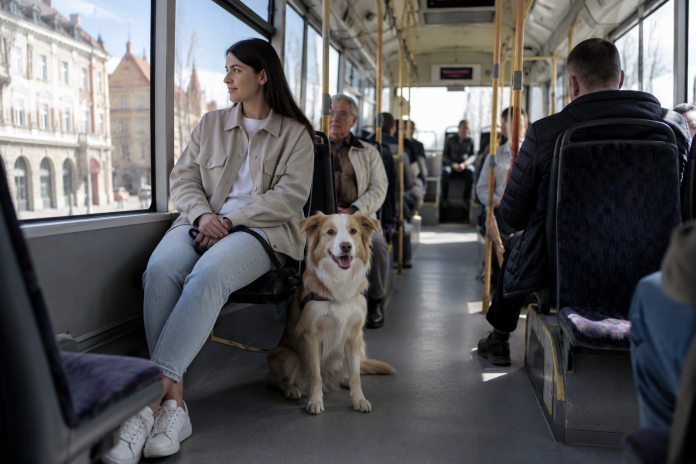 Oradea a adoptat un regulament pentru animalele de companie. Câinii vor putea călători cu autobuzul, iar afacerile vor putea deveni prietenoase cu animale.
