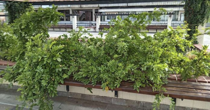 Băncile din parcul Catedralei Ortodoxe, invadate de vegetație. Reacția Primăriei Oradea Băncile din parcul Catedralei Ortodoxe, invadate de vegetație. Reacția Primăriei Oradea
