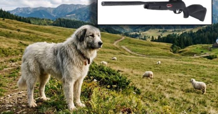 Daune de 3.000 de lei pentru câinele împușcat pe câmp, în Bihor