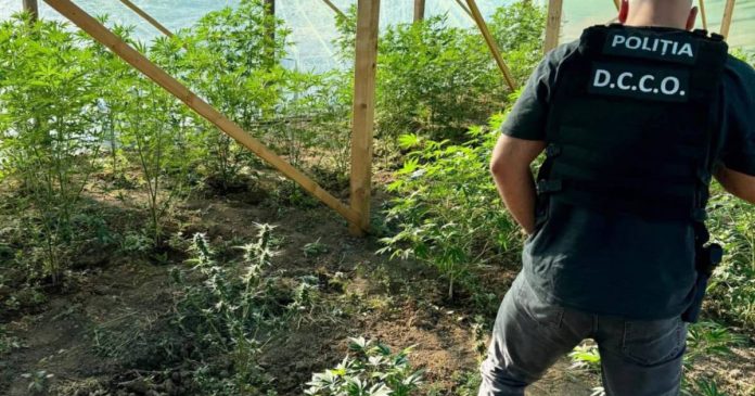 După un an de libertate, un orădean a fost prins cultivând canabis După un an de libertate, un orădean a fost prins cultivând canabis