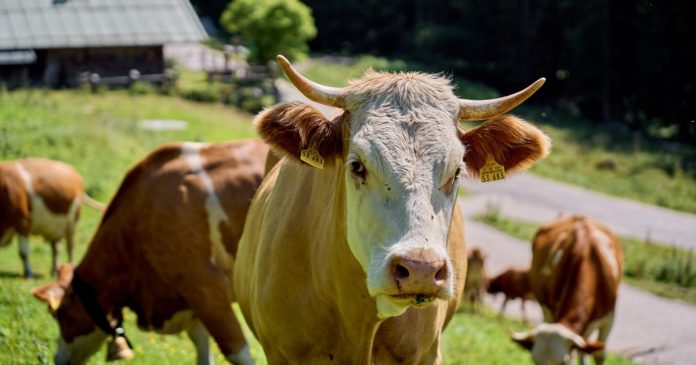 Fermierii din Bihor cer ajutor pentru 100.000 de animale