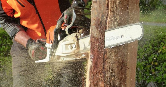 Tăierea copacilor de pe proprietate privată poate aduce amenzi de până la 5.000 lei Tăierea copacilor de pe proprietate privată poate aduce amenzi de până la 5.000 lei