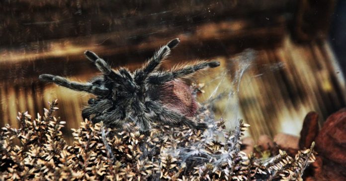 Tarantulele năpârlesc. Fenomenul, ilustrat în expoziția „Exuvii” de la Muzeul Oradea