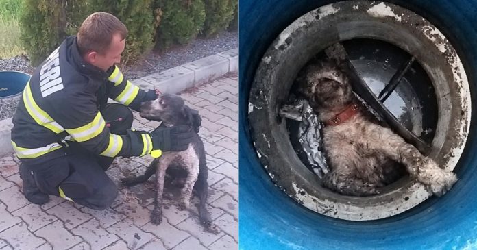 Un câine blocat într-un canal din Chistag, salvat de pompieri în ultima clipă Un câine blocat într-un canal din Chistag, salvat de pompieri în ultima clipă