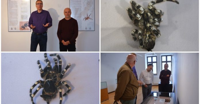 Expoziție cu exoschelete de tarantule, la Muzeul Orașului Oradea