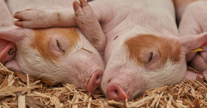 Fermierii bihoreni pot primi până la 50.000 de euro pentru fermele de porci Fermierii bihoreni pot primi până la 50.000 de euro pentru fermele de porci