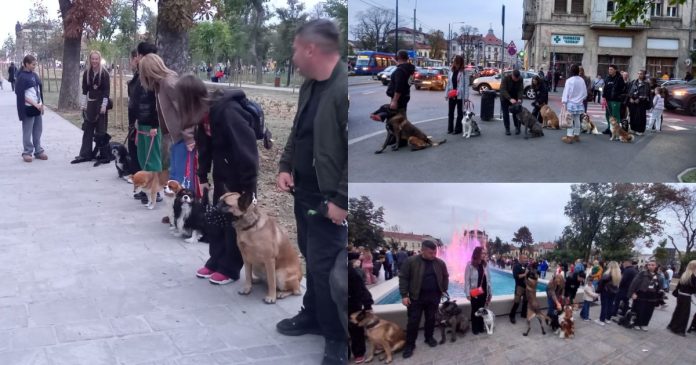FestiFall 2026, ziua a doua: Parade One Big Jump cu zeci de câini în centrul Oradiei