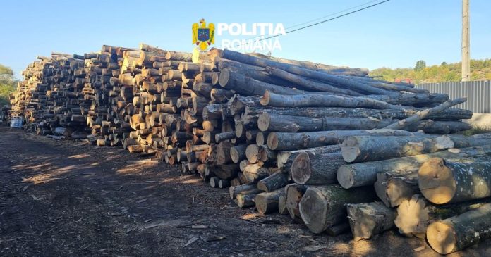 Firmă din Bihor, rămasă fără peste 53 de metri cubi de lemn, după confiscare