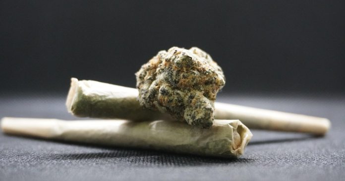 Tânărul care a cultivat canabis ca să nu mai cumpere droguri a scăpat de pedeapsă Tânărul care a cultivat canabis ca să nu mai cumpere droguri a scăpat de pedeapsă