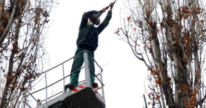 Toaletare și doborâre de arbori în mai multe zone din Oradea. Intervențiile echipelor Toaletare și doborâre de arbori în mai multe zone din Oradea. Intervențiile echipelor